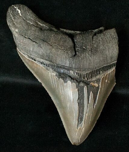 Partial Fossil Megalodon Tooth - Sharp Serrations #17249